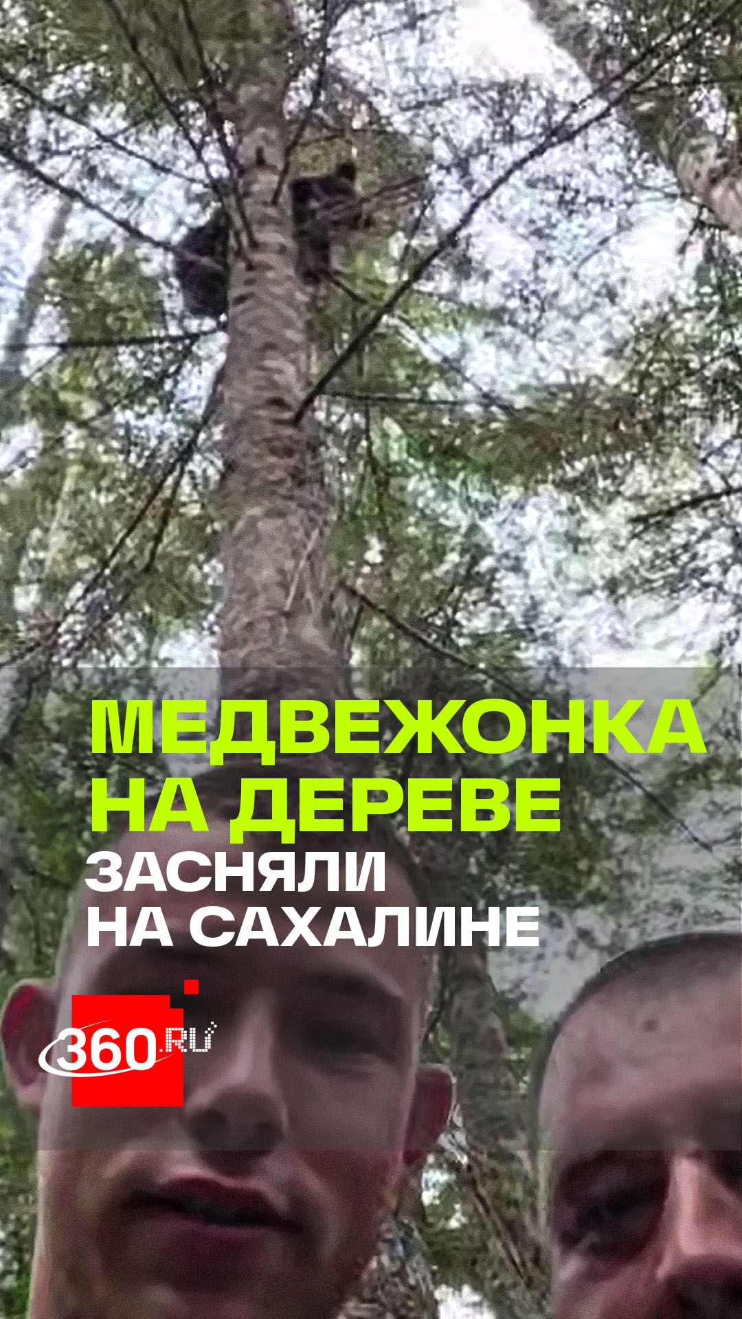 Медвежонок забрался на дерево прямо на территории рыбозавода на Сахалине