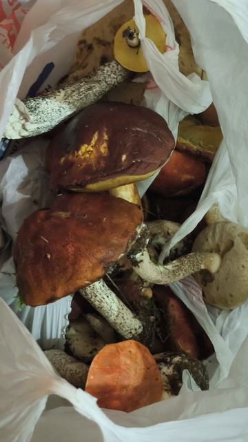 Грибы