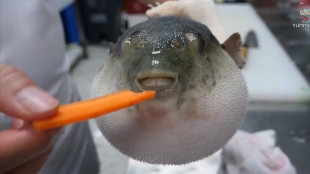 рыба фуго жуёт морковь мем