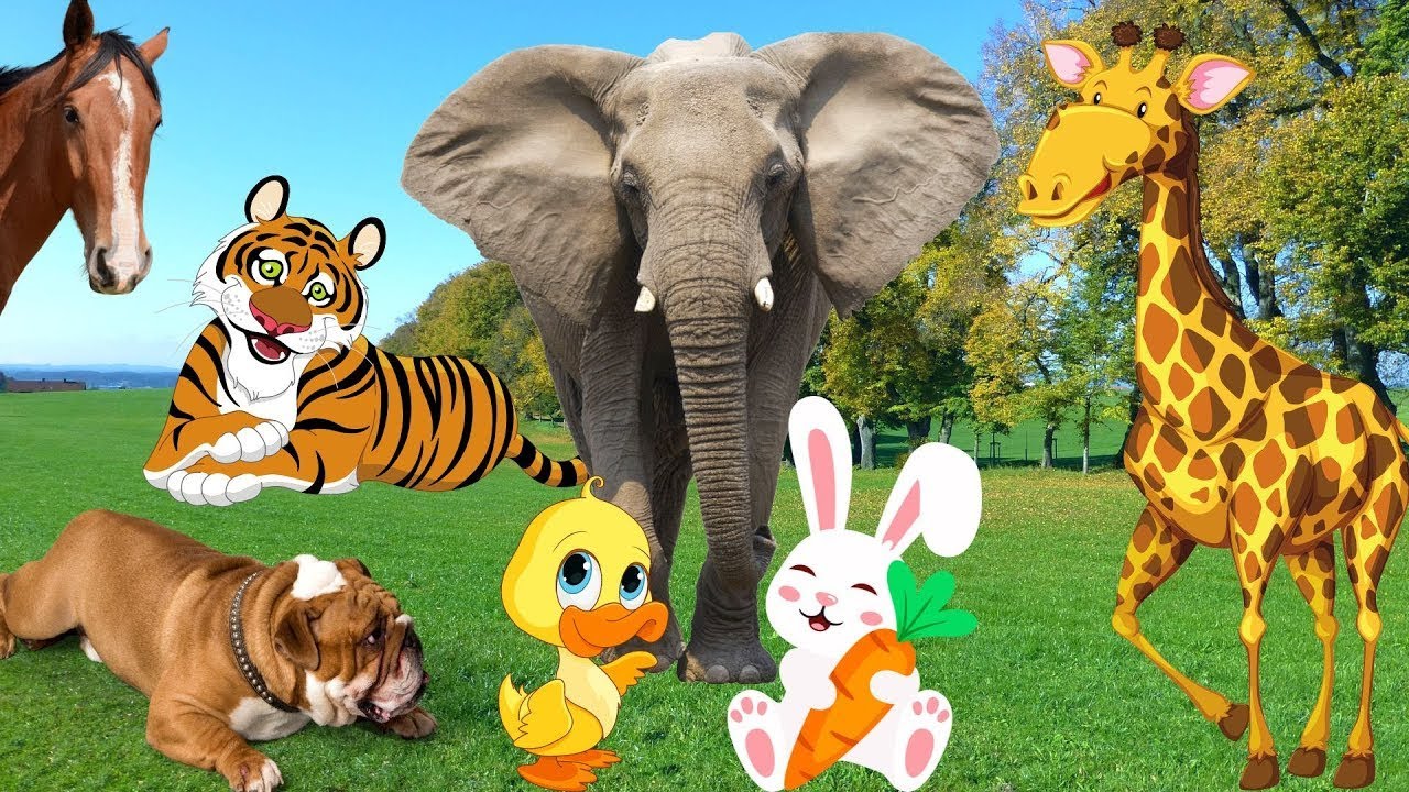ANIMAL SOUNDS For Children - Penguins, Wild Boars, Jellyfish, Birds, Frogs And Hippopotamus