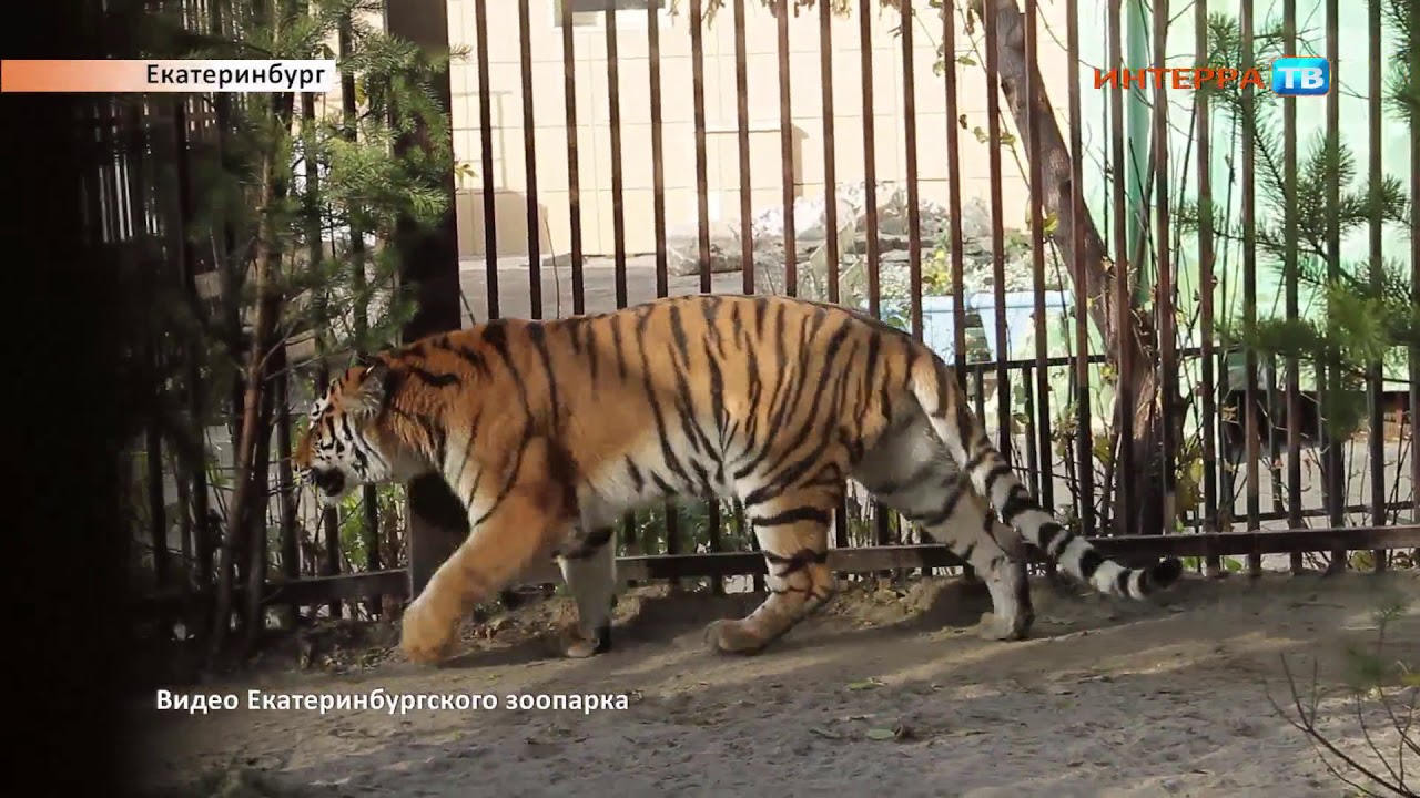 Тигрица Нарез 26 10 18