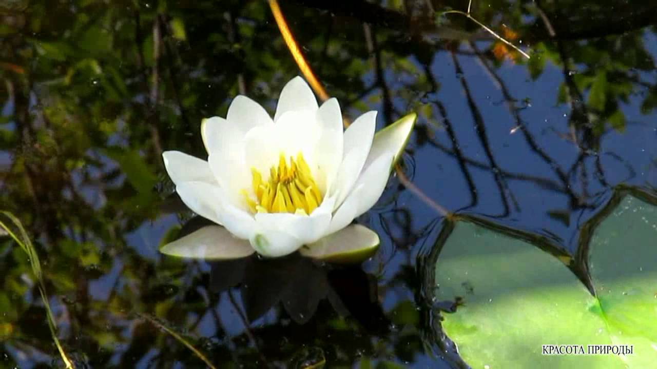 Красота природы - #Кувшинки на Пруду Пение Птиц Живая #ПРИРОДА #Релакс.