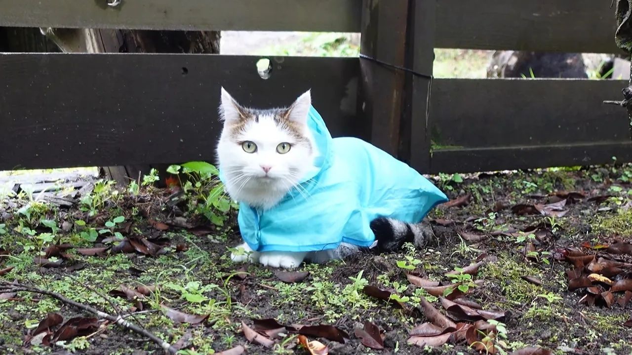Мири в дождевике Мару: всё равно хочет гулять в саду 🐾