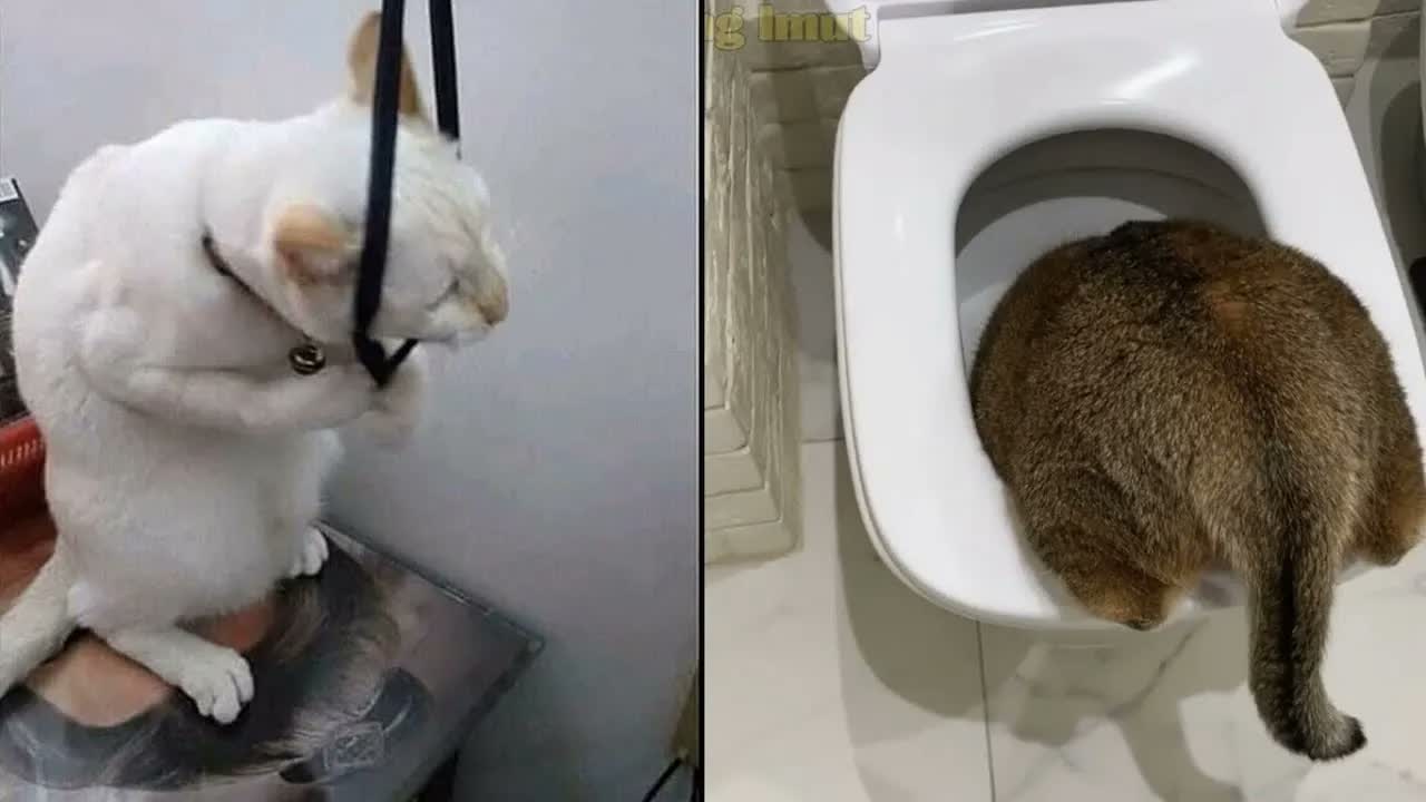 ЛЮБОПЫТНЫЕ КОТЫ ЛЕЗУТ В КАЖДУЮ ДЫРКУ!😼СМЕШНЫЕ ЖИВОТНЫЕ🙀🐶🐷 Я РЖАЛ ПОЛ ЧАСА😂