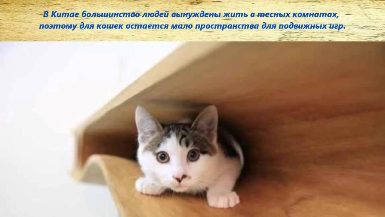 Идея бизнеса: рабочий стол с тоннелем для кошек