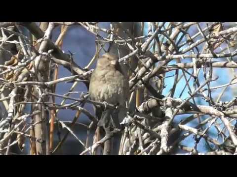 Весна. Почистим перышки. Воробьи