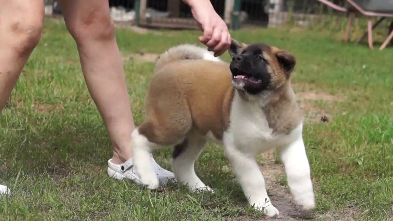 Копия видео 