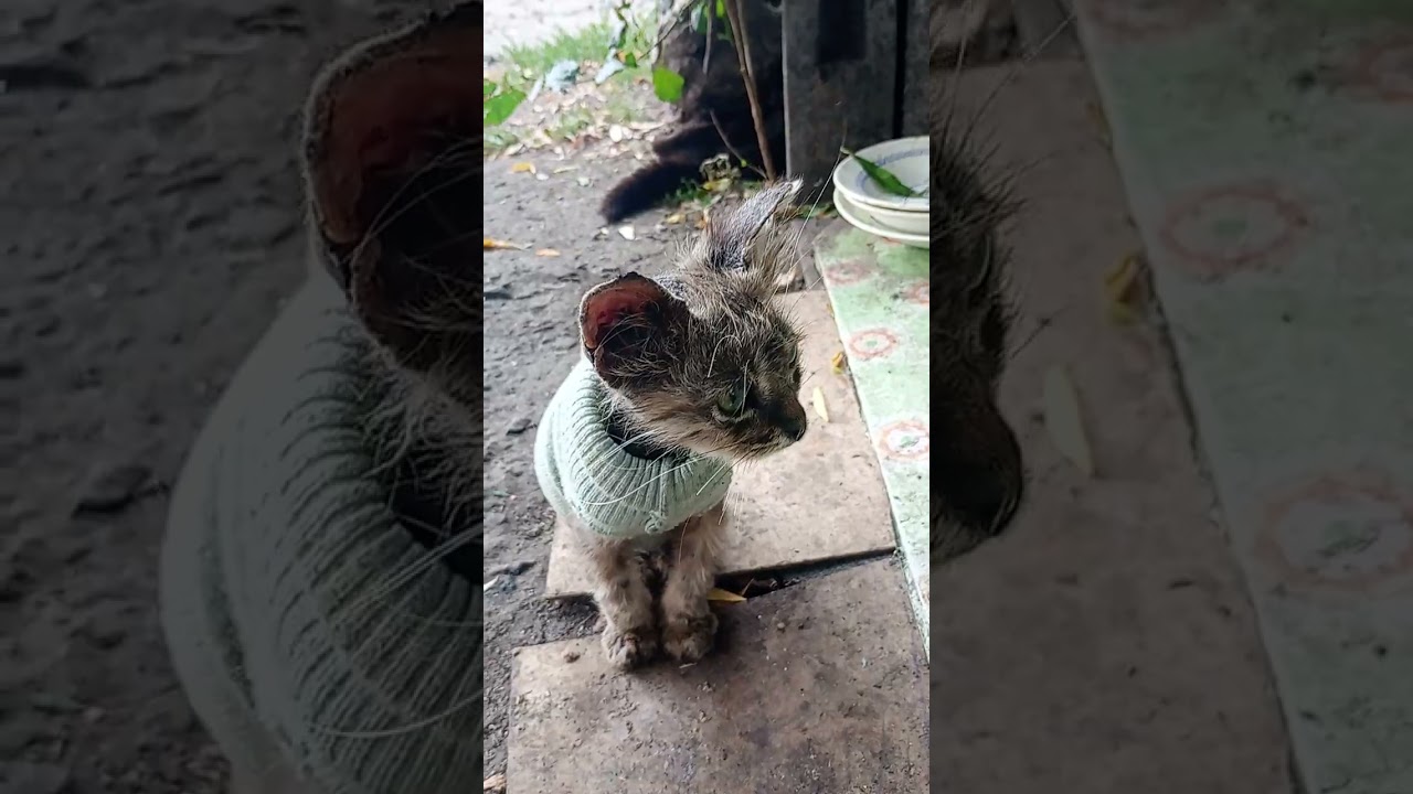 Чудо - поляна. На ней растут котята