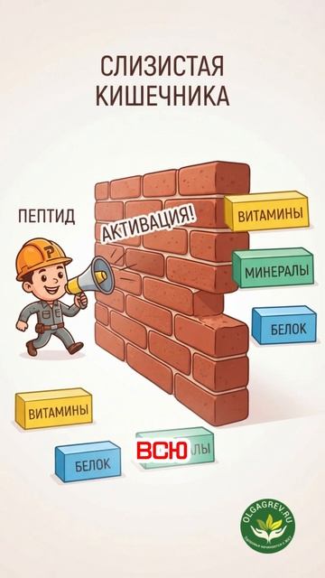 Пептиды для ЖКТ