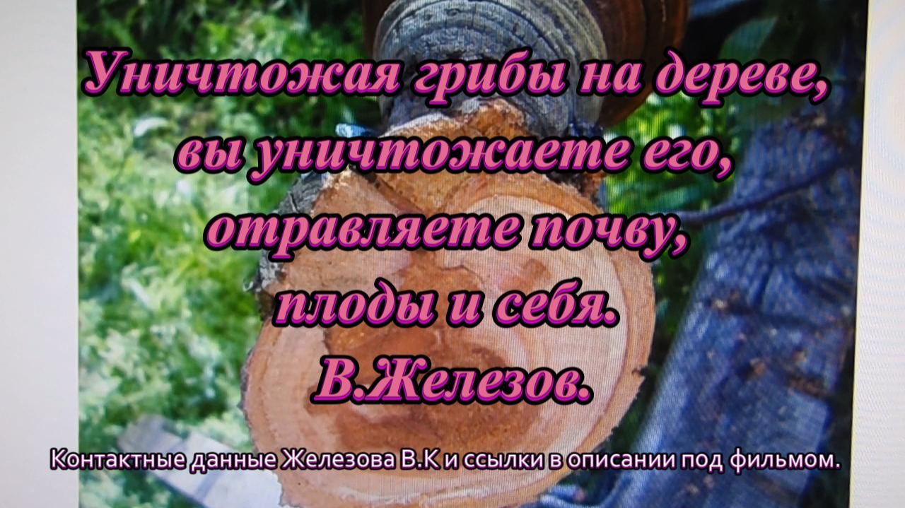 Уничтожая грибы на дереве, вы уничтожаете его, отравляете почву, плоды и себя. В.Железов.