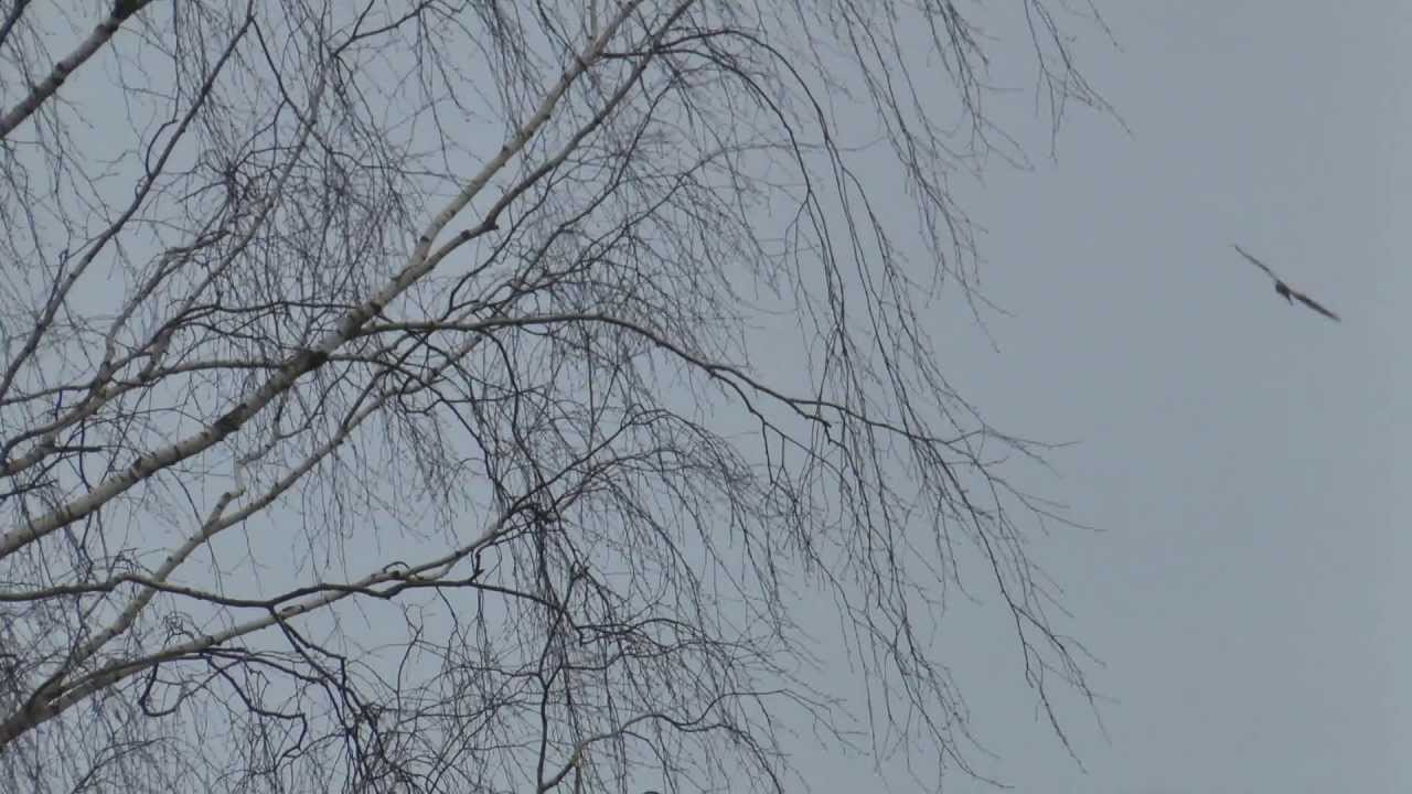 коршун летает,ищет дабычу