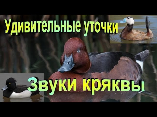 Красивые утки.#утки#duck #shorts