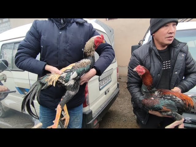 BUGUN DAKANLARNI ZÓRLARI KELDI MINGBULOQ SHANBA BOZORDA BUNAQASI KAM UCHRAYDI