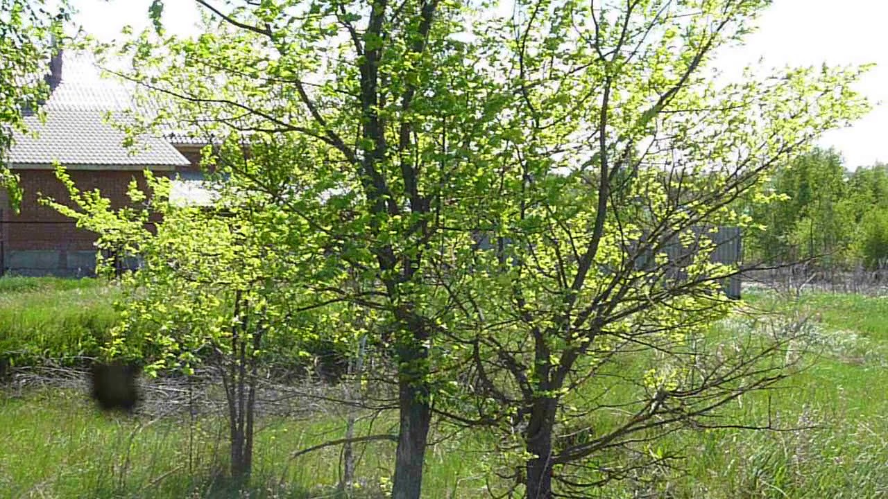 Панорама на луг.