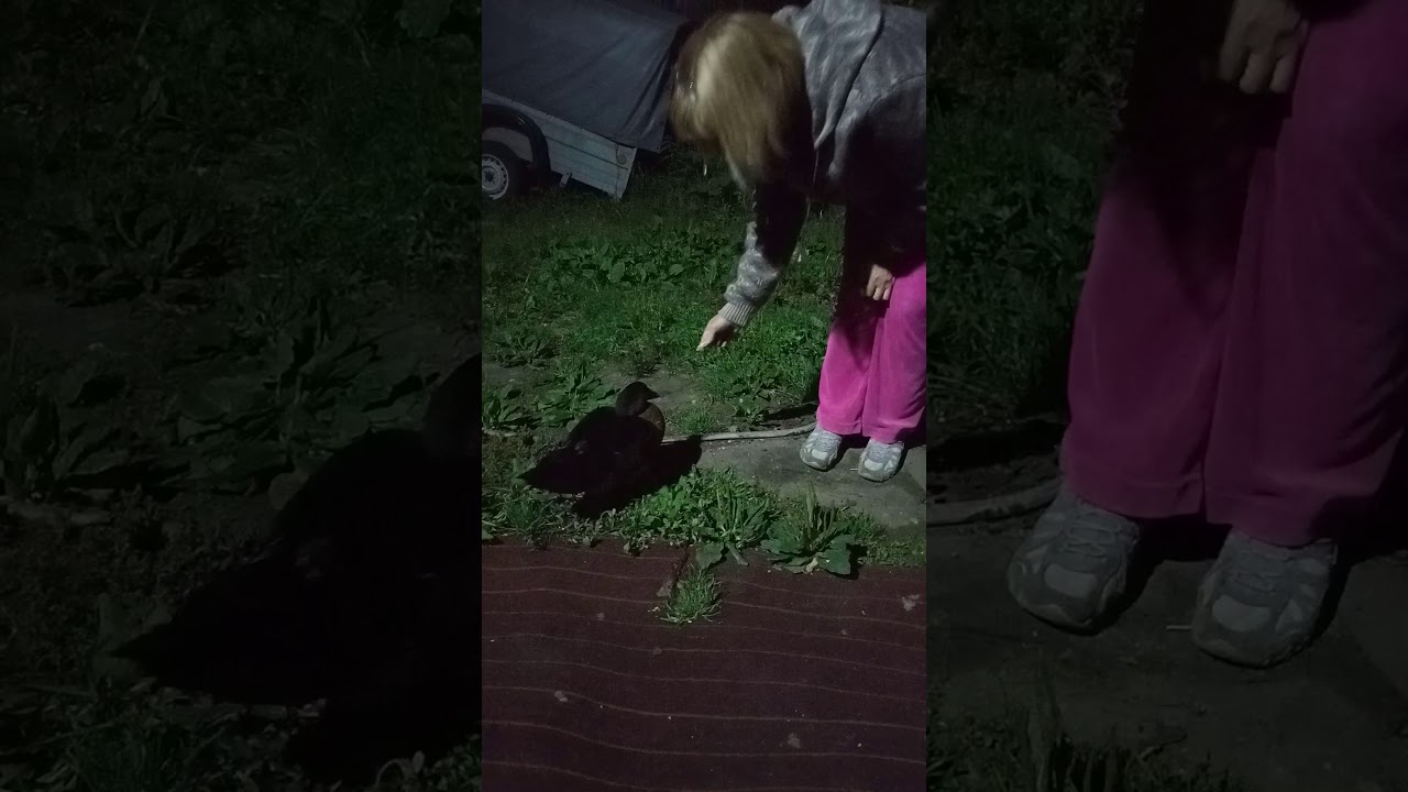 злая утка
