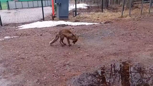 Лисица Фенечка. Fox Fenichka.