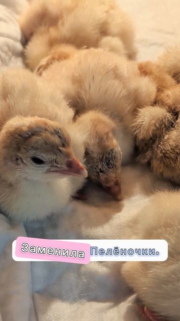 Вылупление индюшат продолжается.