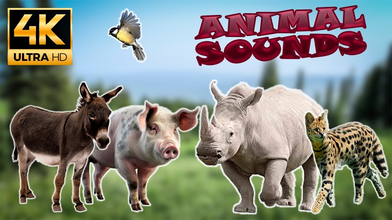 Sounds Of Wild Animals, Farm Animals: Pig, Serval, Donkey, Rhino, Bird | Animal Moments | 4K
