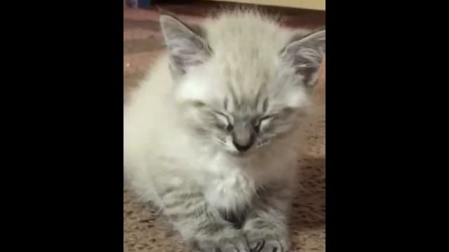 Смешные коты кошки и другие животные funny cats 2019  НЕ РАЗРЕШАЕТСЯ СКУЧАТЬ ОЧЕНЬ КУРЬЕЗНО