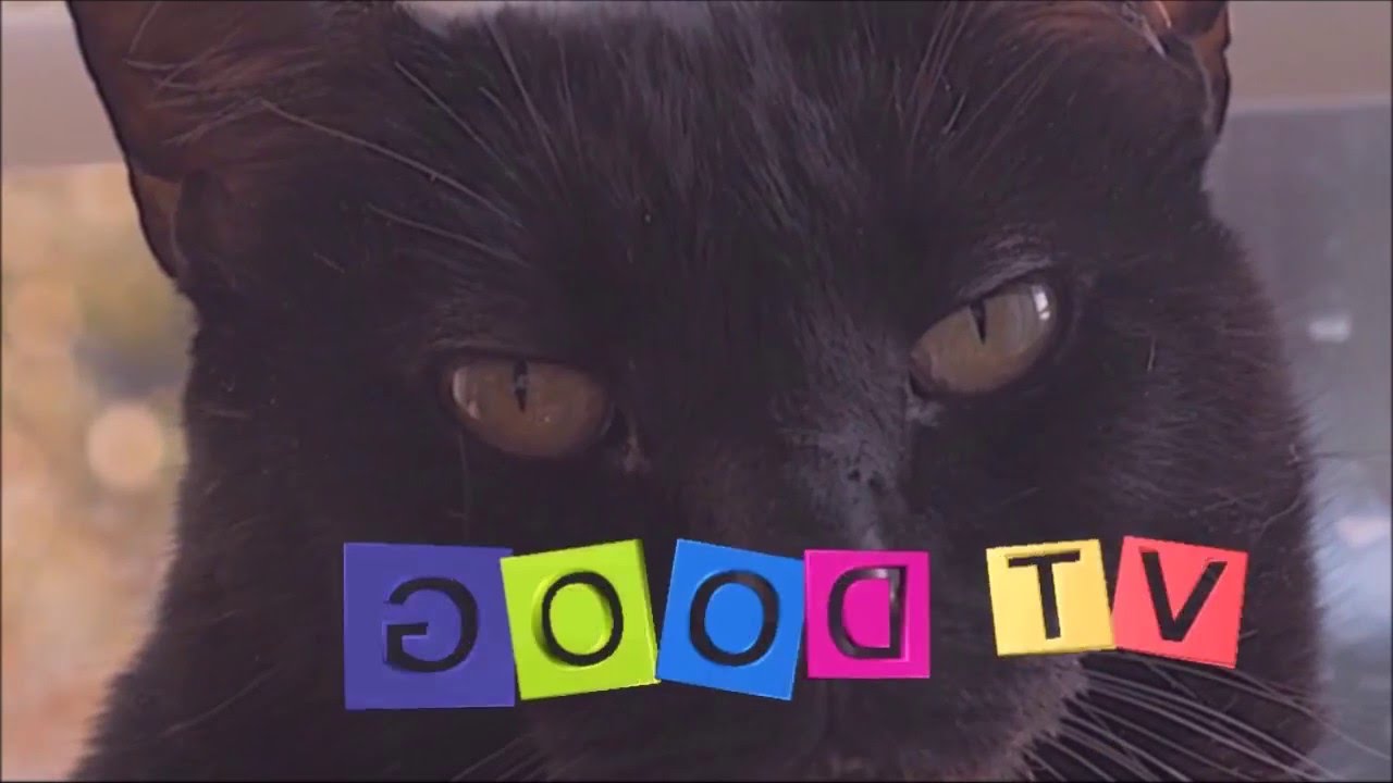 Одиннадцатая весна Кота Ерофея.