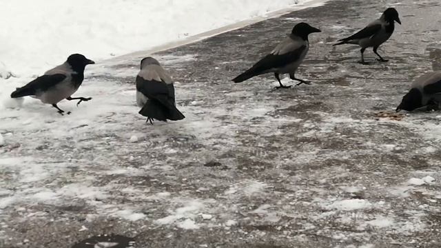 Ворона Бося издаёт звук недовольства при виде конкурентов / Female Crow Bosya Makes Ticking Sound