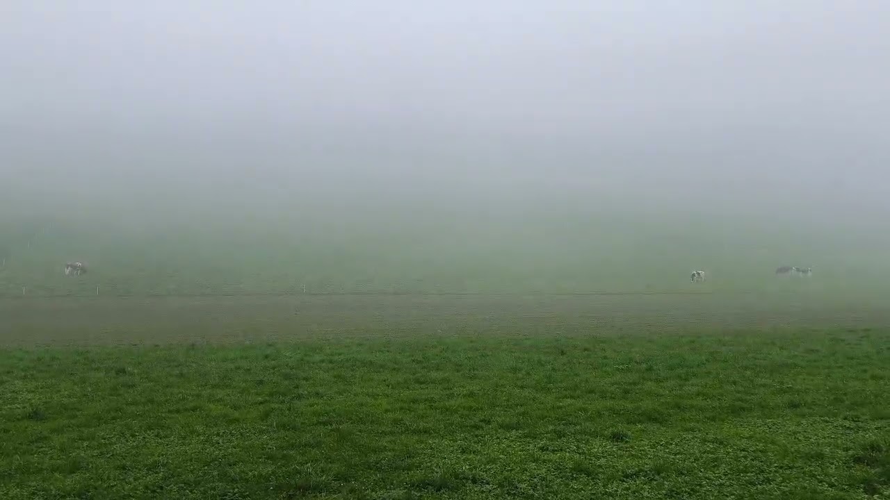 Туман на полях и звуки деревенской жизни, 😅☘️☁🍂🌳🌲Gettnau, Luzern, Switzerland, @yosha28
