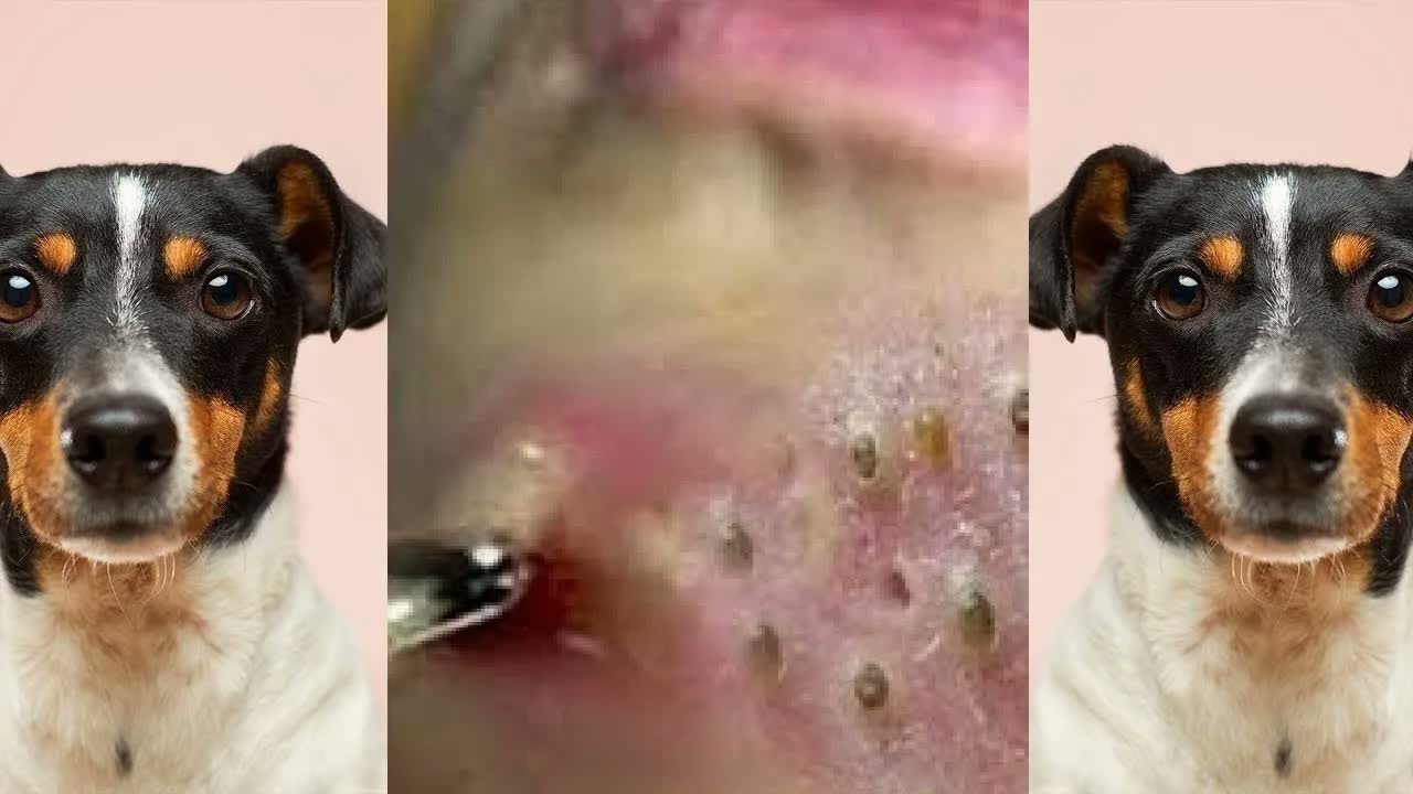 Relax squeezing out blackheads 23 Черные точки