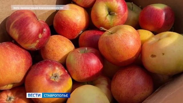 Апанасенковский округ Ставрополья направил гумгруз в подшефный госпиталь ДНР