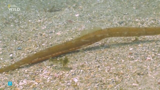 Дикие чудеса Португалии - 2 серия / Portugal's Wild Wonders