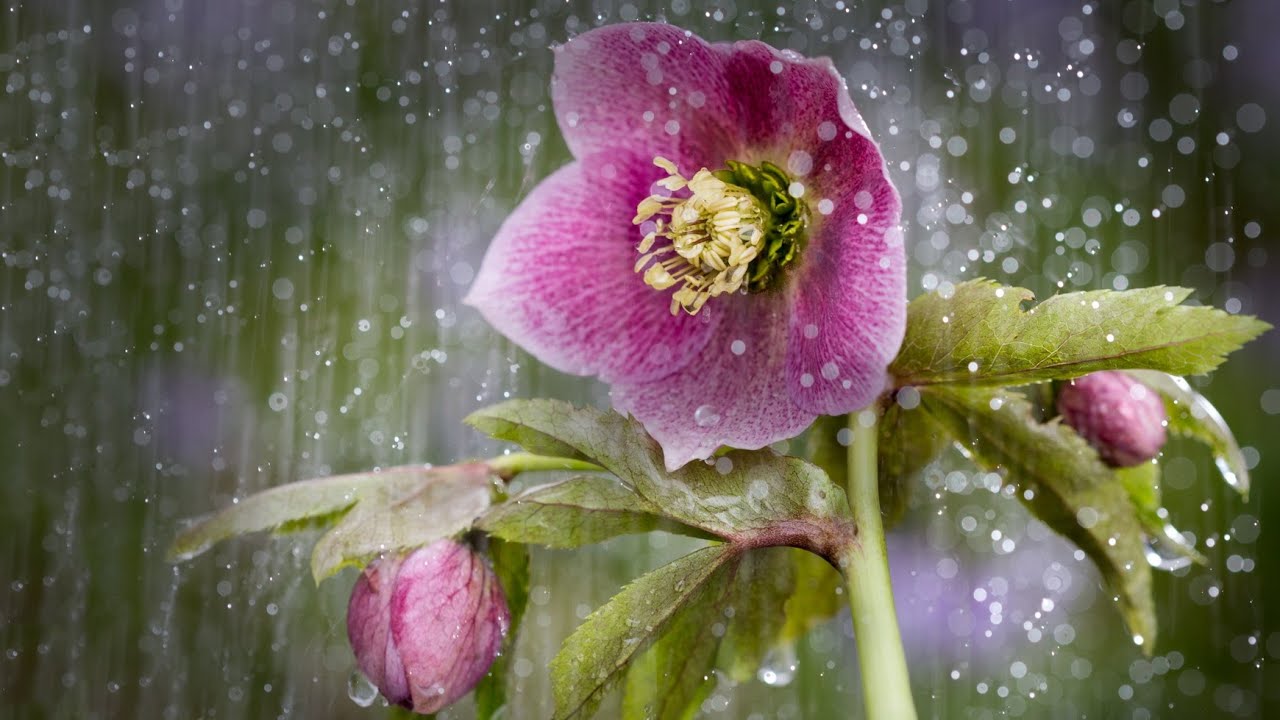  ДОЖДЬ И ЗЕЛЕНЬ  ЗВУКИ ПРИРОДЫ  RAINDROPS AND AIR BUBBLES FOR RELAXATION 