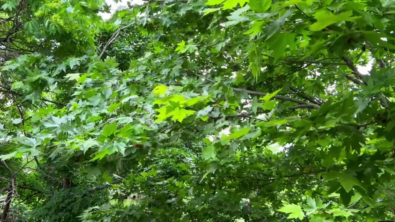 🌧️ Настоящий Дождь, Птицы и Голуби После Ливня 🕊️ Звуки Природы для Глубокого Расслабления