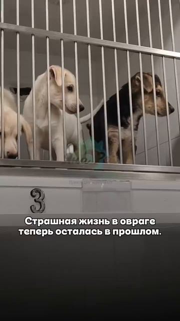 Волонтеры спасли трех щенков, которых хотел убить живодер