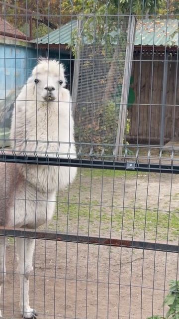 Альпака