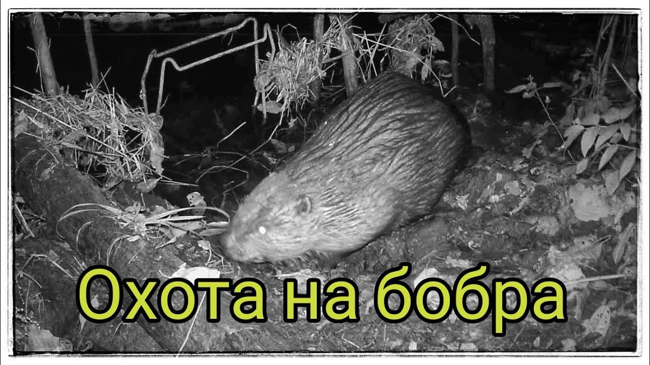 Охота на бобра  кадры с фотоловушки!