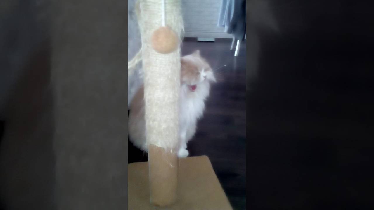 Кот бомба