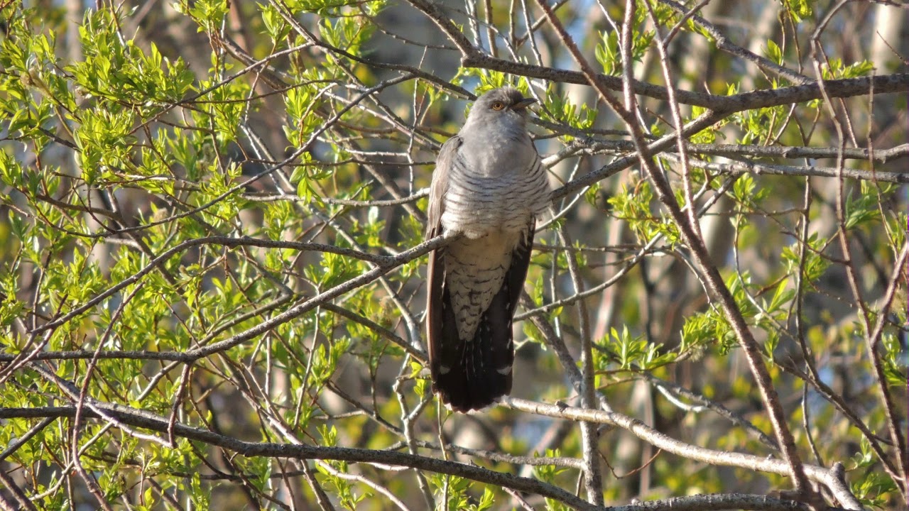 Кукование кукушки Cuculus Canorus и треск медведя / Cuckoo Calls And Crackle Of Brown Bear