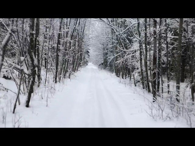 Снежный лес