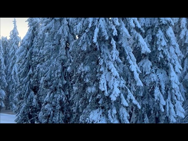 Snow .Снежный лес