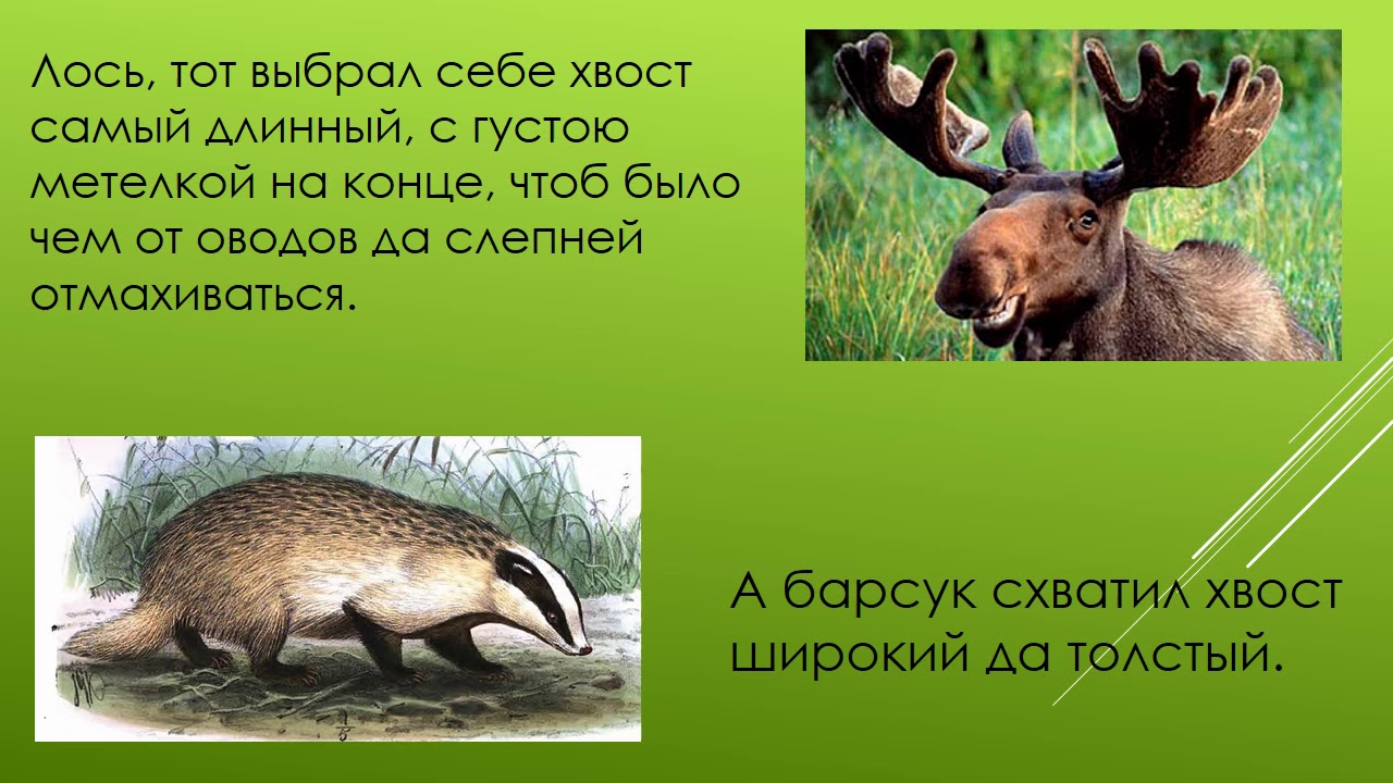 Почему барсук и лиса в норах живут