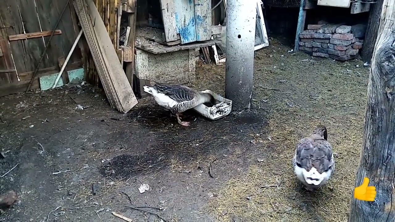Гога умываться.