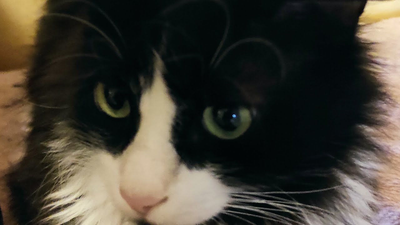 Асмр от моего Кота) 🐈🐱