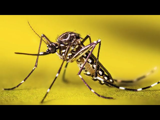 Mosquitos 🦟 Ll Kомар Ll Beautiful Earth 4K 🌍