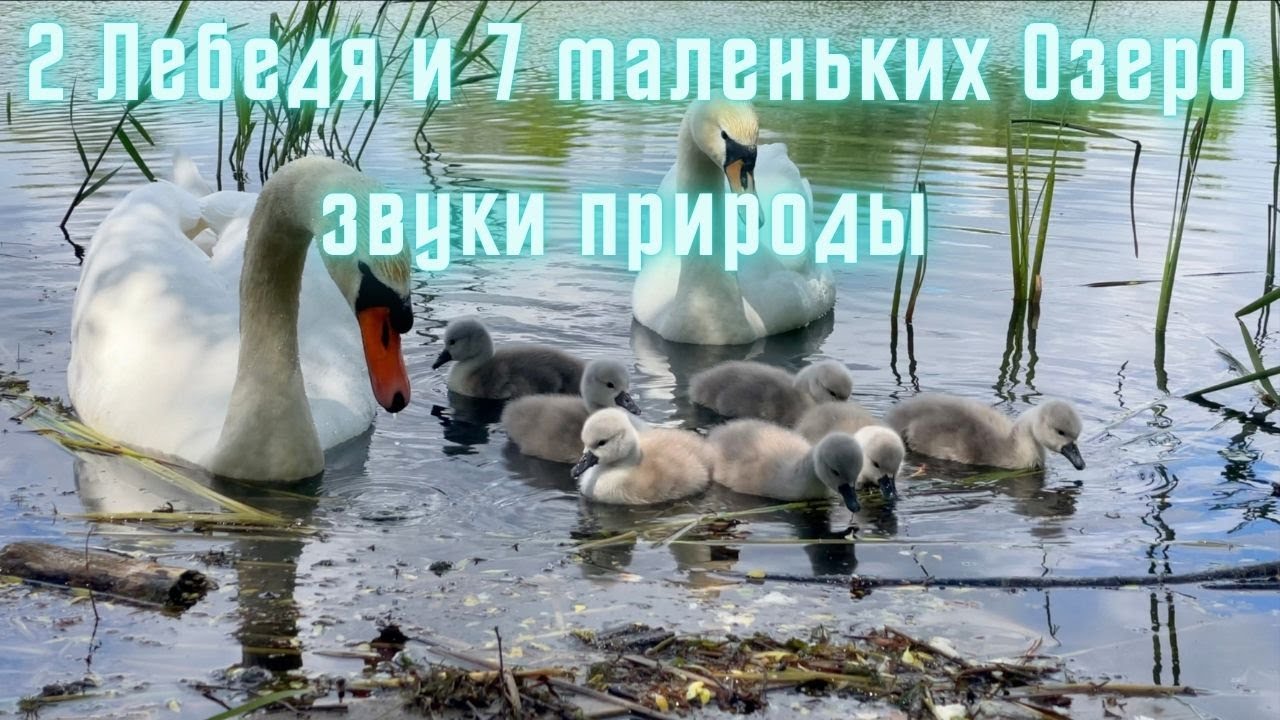 2 Лебедя и 7 маленьких Озеро звуки природы
