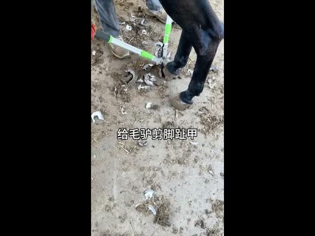 Весь процесс стрижки копыт осла  быстро и завораживающе.