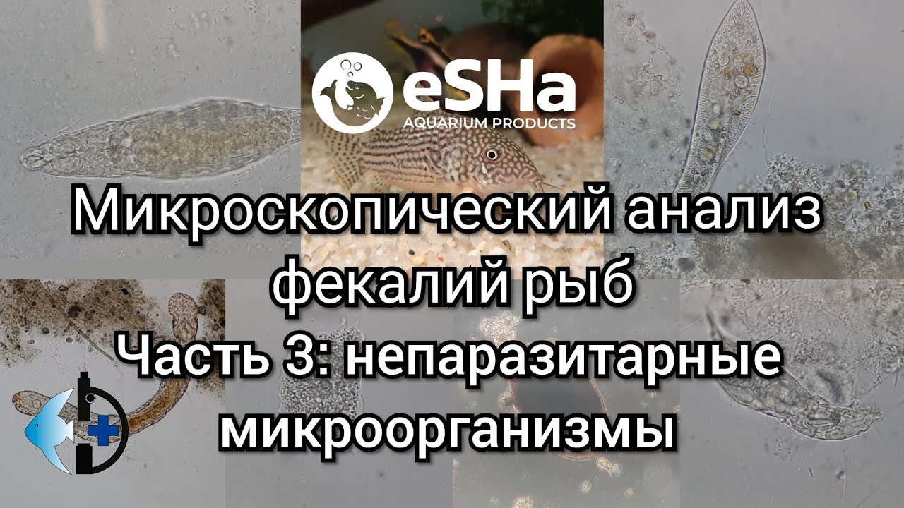 🇷🇺(🇬🇧)Практикум по ихтиопатологии. Видео 4: Анализ фекалий рыб. Ч. 3. Непаразитарные микроорганизмы.