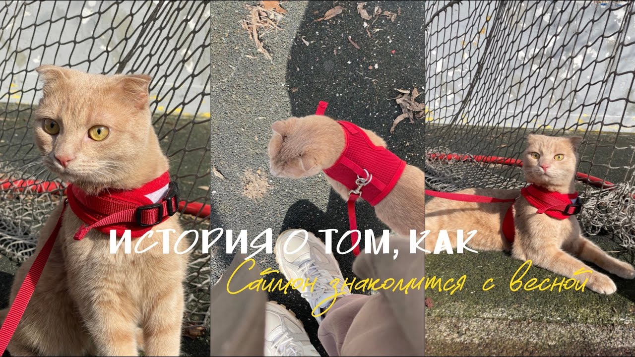 Саймон и весна 🌿/ выгуливаем кота