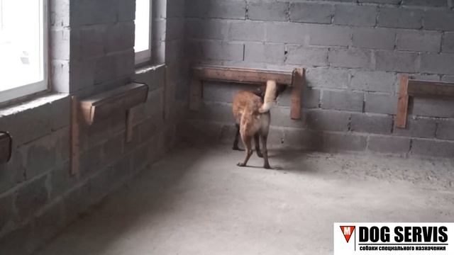 Бельгийская овчарка Поль