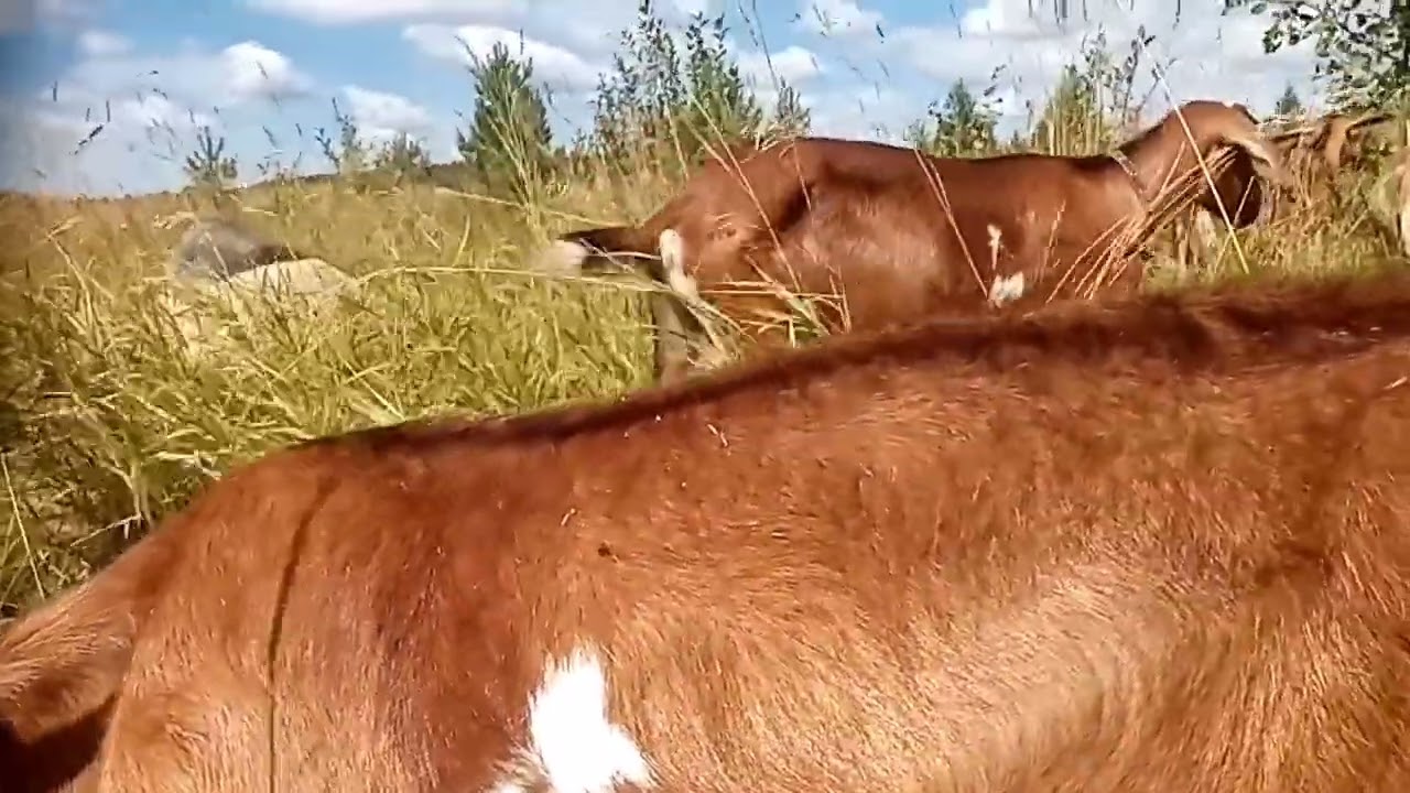 козёл нервно бегает от козы к козе