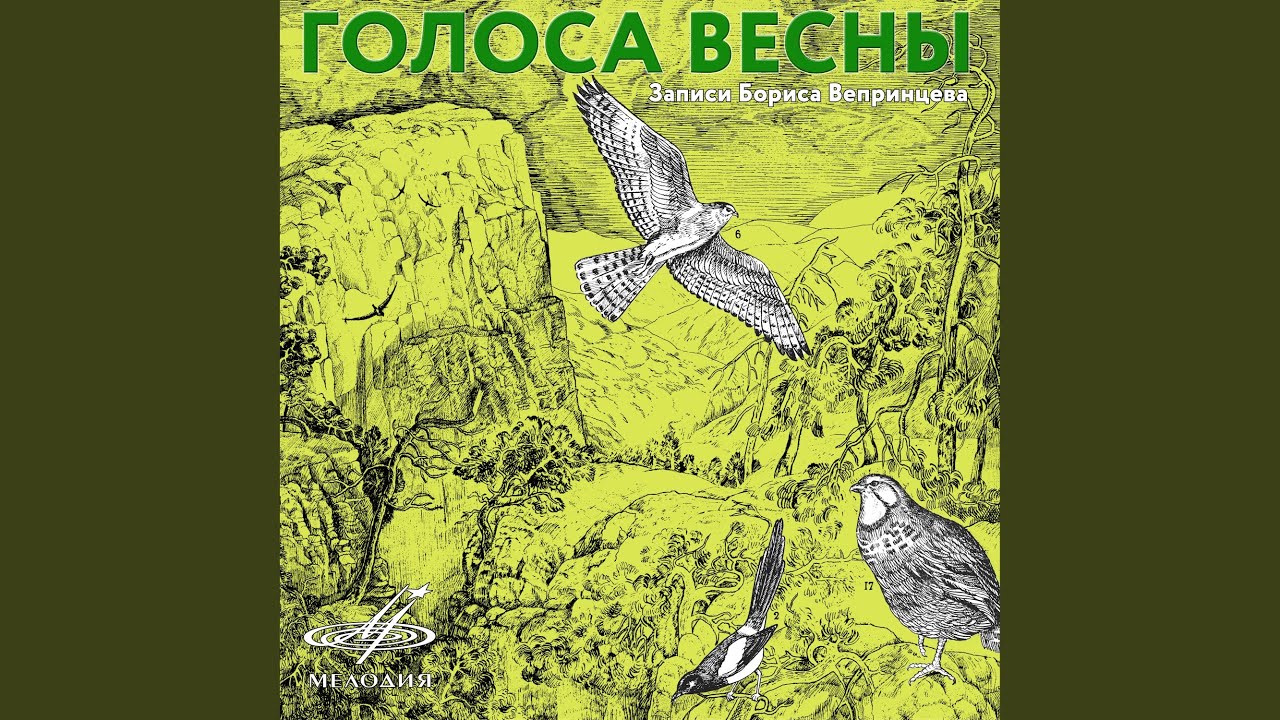 Пчёлы на цветущей яблоне