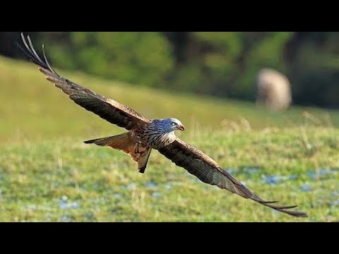 Красный коршун (англ Red Kite)